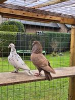 Stipper postduiven duiven, Meerdere dieren, Postduif