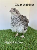 Broedeieren Japanse kwartels, Dieren en Toebehoren, Pluimvee, Geslacht onbekend, Overige soorten