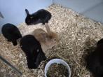 baby konijntjes, Dieren en Toebehoren, Meerdere dieren, Klein, Hangoor, 0 tot 2 jaar