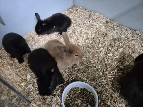 baby konijntjes, Dieren en Toebehoren, Konijnen, Klein, Meerdere dieren, 0 tot 2 jaar, Hangoor