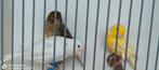 2Poppen, 1 man €20, alle 3., Dieren en Toebehoren, Meerdere dieren, Kleurkanarie
