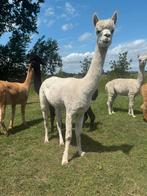 2 goedkope alpaca hobby merries, Dieren en Toebehoren, Overige Dieren, Vrouwelijk, Voor 1 juli 2024