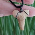 Fossiele Haaientand aan koord #3667, Sieraden, Tassen en Uiterlijk, Verzenden, Zo goed als nieuw, Overige materialen