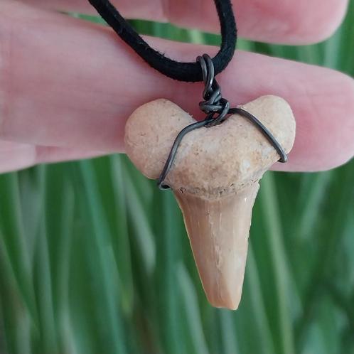 Fossiele Haaientand aan koord #3667, Sieraden, Tassen en Uiterlijk, Kettinghangers, Zo goed als nieuw, Overige materialen, Verzenden