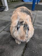 Lief vrouwtjes konijn 1 jaar oud, Dieren en Toebehoren, Konijnen, Vrouwelijk