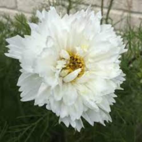 Cosmea dubbel wit zaden, Tuin en Terras, Bloembollen en Zaden, Zaad, Voorjaar, Volle zon, Ophalen of Verzenden