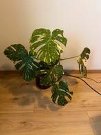 Monstera Deliciosa Variegata - Zeldzame kamerplant, Huis en Inrichting, Kamerplanten, Ophalen, Overige soorten, Halfschaduw, Minder dan 100 cm