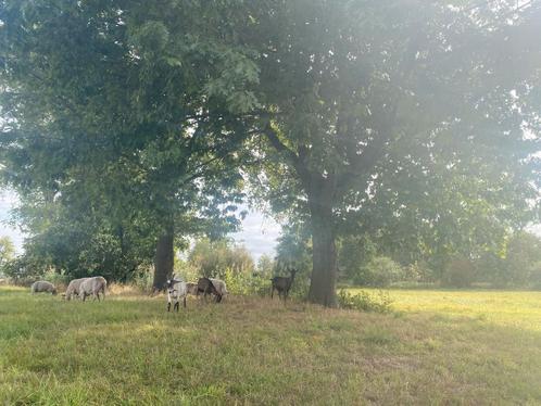 Weide te huur, grasland te huur, biologisch perceel, Dieren en Toebehoren, Stalling en Weidegang