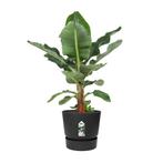 Bananenplant in Elho Greenville pot, Minder dan 100 cm, Halfschaduw, In pot, Verzenden