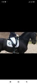 Lease paard gezocht/ bijrijder aangeboden, Dieren en Toebehoren, Ophalen of Verzenden, Zo goed als nieuw