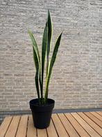 Sanseveria/Sansieveria/Vrouwentong/kamerplant, Tuin en Terras, Planten | Tuinplanten, Ophalen of Verzenden, Zomer, Overige soorten