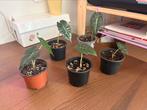 Baby alocasia amazonica (polly), Huis en Inrichting, Kamerplanten, Ophalen, Halfschaduw, Minder dan 100 cm