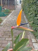 Strelitzia of paradijsvogelbloem, Tuin en Terras, Planten | Tuinplanten, Ophalen, Zomer, Overige soorten, Volle zon