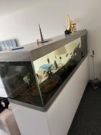 Prachtige aquarium met echte RVS incl filter alles conpleet., Ophalen, Zo goed als nieuw, Gevuld zoetwateraquarium