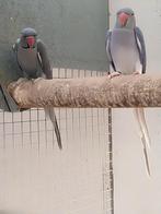 Halsbandparkieten, Dieren en Toebehoren, Vogels | Parkieten en Papegaaien, Meerdere dieren, Parkiet, Geringd