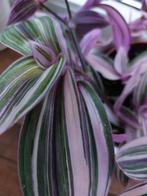 Tradescantia blossfeldiana "Pink Furry "( geen Nanouk!!!!), Huis en Inrichting, Kamerplanten, Ophalen of Verzenden, Overige soorten