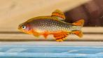 Jonge pareldanios eigen kweek. Danio Margaritatus, Vis