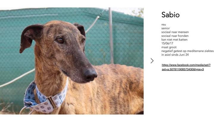 De Langzitters van Lovingdogs, Dieren en Toebehoren, Honden | Niet-rashonden, Groot, Meerdere dieren, Particulier, Meerdere, Buitenland