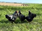 Barnevelder krielkippen zilver gezoomd hen gesekst + ingeënt, Vrouwelijk, Kip