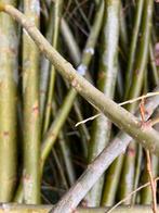 Dikke wilgentakken gratis ophalen, Minder dan 3 m³, Ophalen of Verzenden, Takken