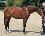 !! Unieke kans !! Interessante 3 jarige merrie !, Dieren en Toebehoren, Paarden, Merrie, Dressuurpaard, 3 tot 6 jaar