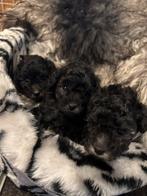 Kleine grijze toypoedeltje te koop geb. 05-09-25, Dieren en Toebehoren, Honden | Chihuahua's en Gezelschapshonden, Poedel, Rabiës (hondsdolheid)