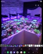 Zeeaquarium, Dieren en Toebehoren, Vissen | Aquaria en Toebehoren, Ophalen of Verzenden, Zo goed als nieuw, Gevuld zeewateraquarium