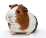 Oppas voor u cavia's en hamsters, Dieren en Toebehoren, Knaagdieren, Januari, Meerdere dieren, Cavia