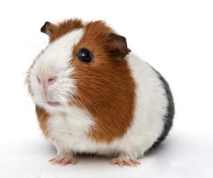 Oppas voor u cavia's en hamsters, Dieren en Toebehoren, Knaagdieren, Meerdere dieren, Cavia, Januari