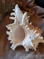 Prachtige natuurlijke murex ramosus schelp Madagascar xxl, Verzamelen, Ophalen of Verzenden, Schelp(en)