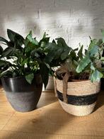 twee planten groen met gevochten pot zwarte pot potten, Tuin en Terras, Overige materialen, Binnen, Rond, Gebruikt
