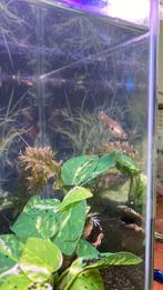 1 vrouw gup, Dieren en Toebehoren, Vis