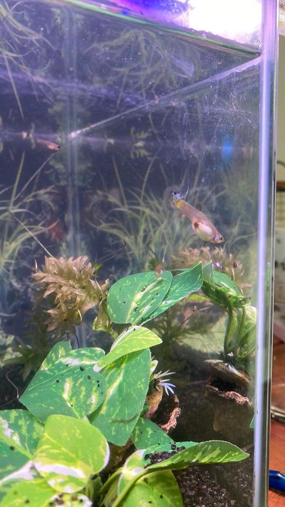 1 vrouw gup, Dieren en Toebehoren, Vissen | Aquariumvissen, Vis