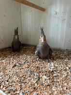 Valkparkieten, Dieren en Toebehoren, Vogels | Overige Vogels, Meerdere dieren, Tropenvogel, Tam