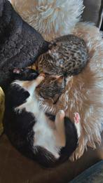 Twee lieve katjes zoeken nieuwe eigenaar, Dieren en Toebehoren, Meerdere dieren, Ontwormd