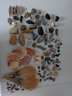 Verzameling stenen schelpen enz, Ophalen of Verzenden, Schelp(en)
