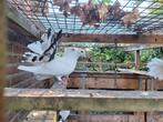 Jonge pauwstaartduiven, Dieren en Toebehoren, Meerdere dieren, Postduif