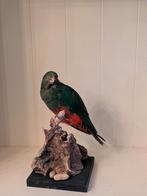 Papegaai taxidermie, Ophalen of Verzenden, Insect, Opgezet dier