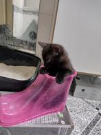 Boerderij zwarte katertje, Dieren en Toebehoren, Katten en Kittens | Overige Katten, Kater, Kortharig, 0 tot 2 jaar