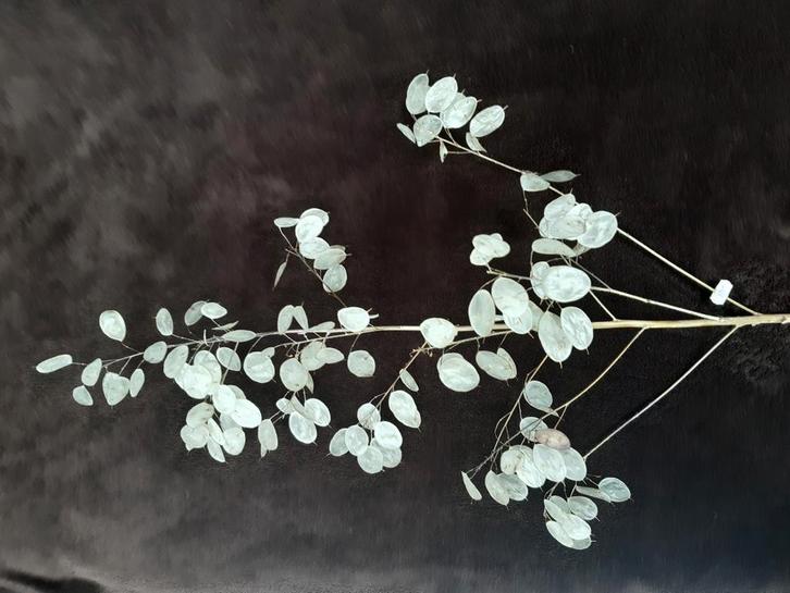 judaspenning - Lunaria vers gepeld, Huis en Inrichting, Woonaccessoires | Droogbloemen, Nieuw, Ophalen