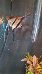 Maanvissen, Dieren en Toebehoren, Vissen | Aquariumvissen, Vis