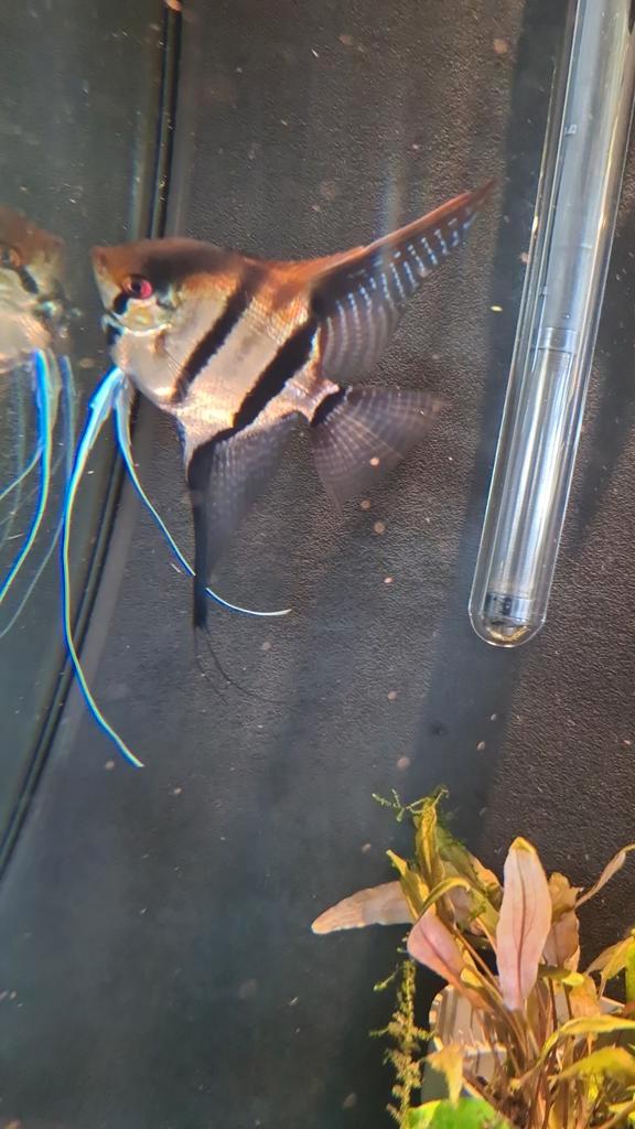 Maanvissen, Dieren en Toebehoren, Vissen | Aquariumvissen, Vis