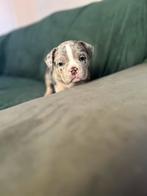 Exotic/Pocket Americanbully Puppys, Dieren en Toebehoren, Overige rassen, CDV (hondenziekte), 8 tot 15 weken, Meerdere