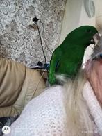 Mooie edel papagaai, Dieren en Toebehoren, Vogels | Parkieten en Papegaaien, Mannelijk, Papegaai