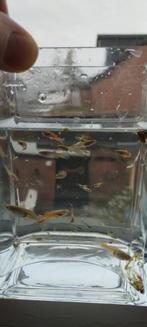 Endler guppy/poecilla wingei groep., Dieren en Toebehoren, Vis, Zoetwatervis, Schoolvis