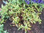 Twee maal overjarige Hydrangea Runaway Bride, Vaste plant, Halfschaduw, Zomer, Ophalen