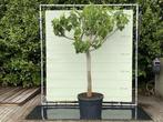 Vijgenboom - stamomvang 30-40 cm - zoete donkere vijg, Tuin en Terras, Planten | Bomen, In pot, Halfschaduw, Zomer, Overige soorten