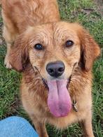 Herplaatsen Golden Retriever, Dieren en Toebehoren, Rabiës (hondsdolheid), Overige rassen, 1 tot 2 jaar, Meerdere