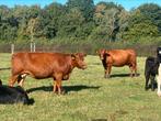 Drachtige runderen x Wagyu notk, Dieren en Toebehoren, Runderen, Vrouwelijk, 3 tot 6 jaar