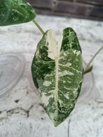 Alocasia Frydek Variegata, Ophalen, Overige soorten, Halfschaduw, Minder dan 100 cm